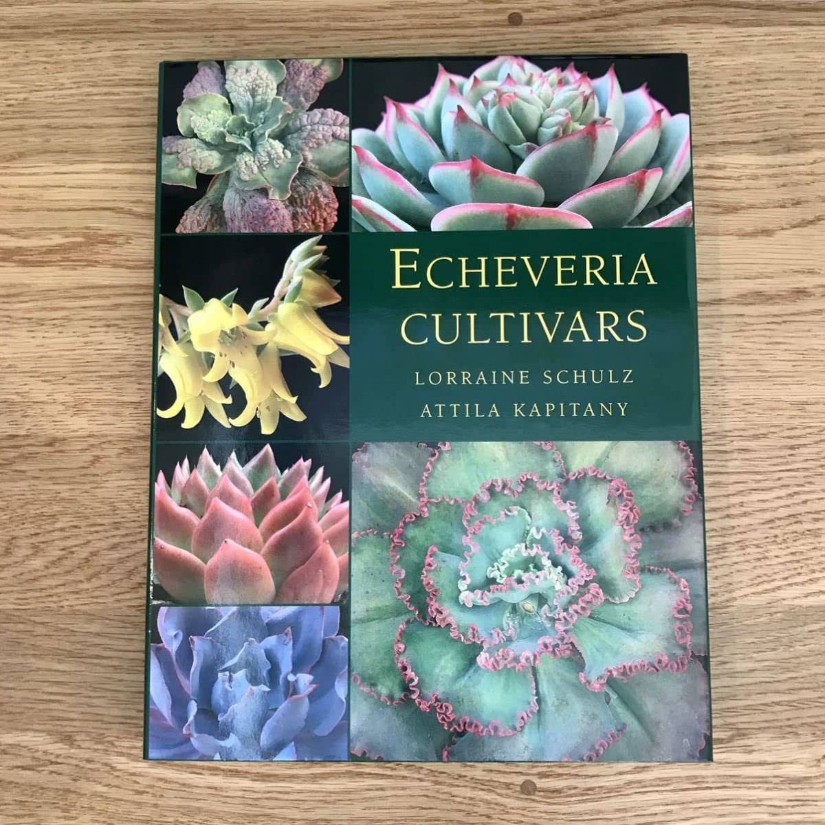 希少Echeveria cultivars エケベリア 交配種ハイブリッド 図鑑 Amazon.co.jp: 希少Echeveria cultivars エケベリア 園芸種 交配種